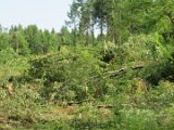 2022-05-20 - Tornado beim Sturmtief Emmelinde Solling - Steinlade bis Gehren (13)